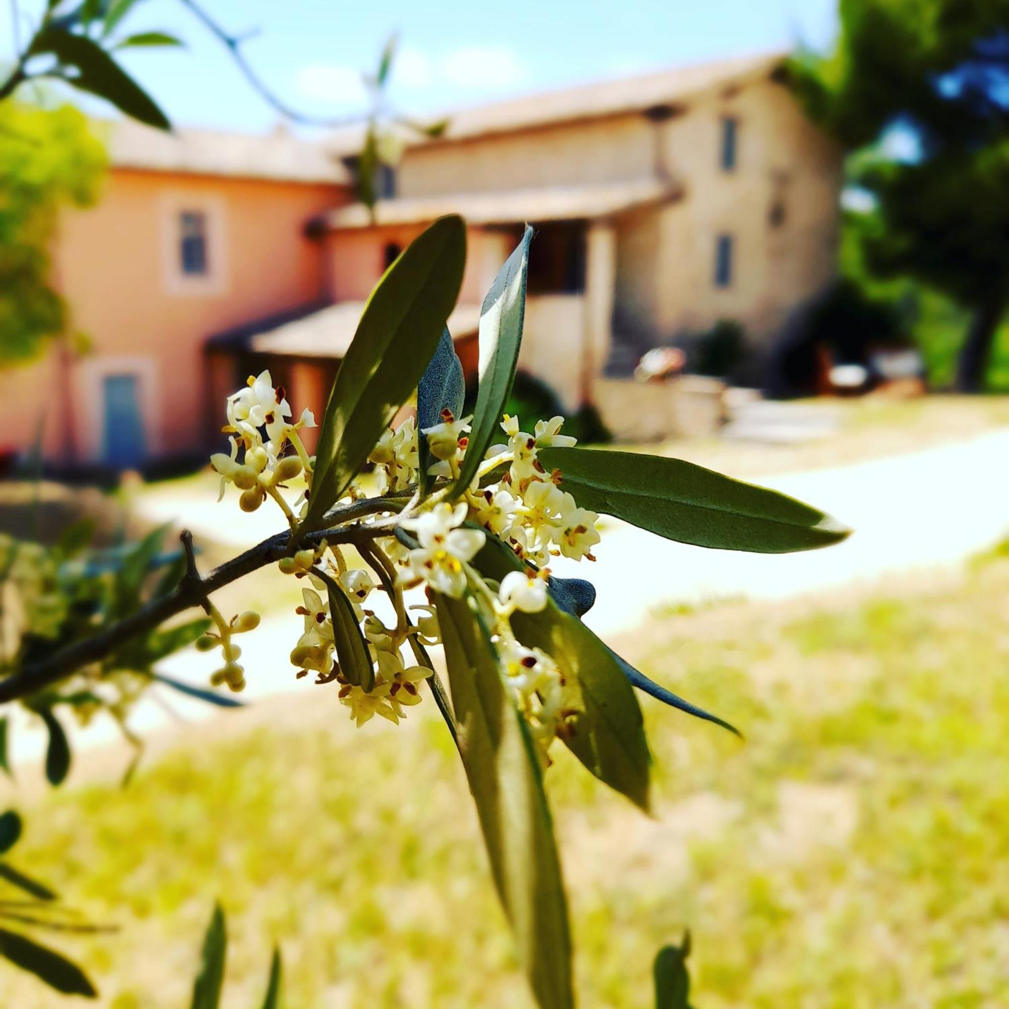 Tenuta San Felice Giano dell'Umbria Ngoại thất bức ảnh