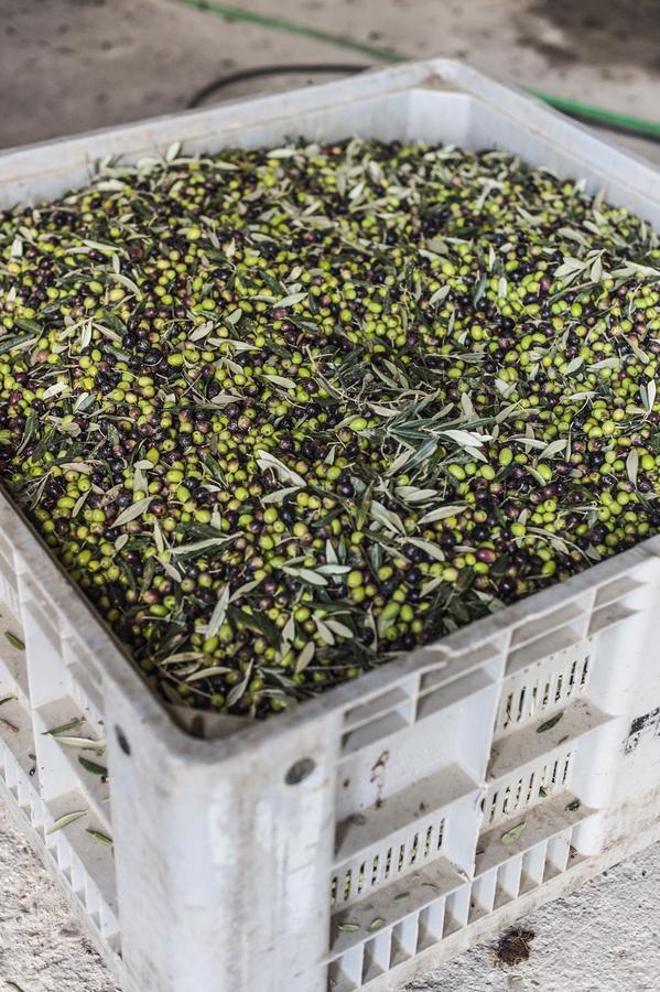 Tenuta San Felice Giano dell'Umbria Ngoại thất bức ảnh