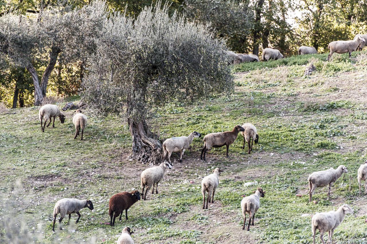 Tenuta San Felice Giano dell'Umbria Ngoại thất bức ảnh